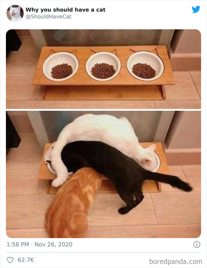 Why-You-Should-Have-Cat