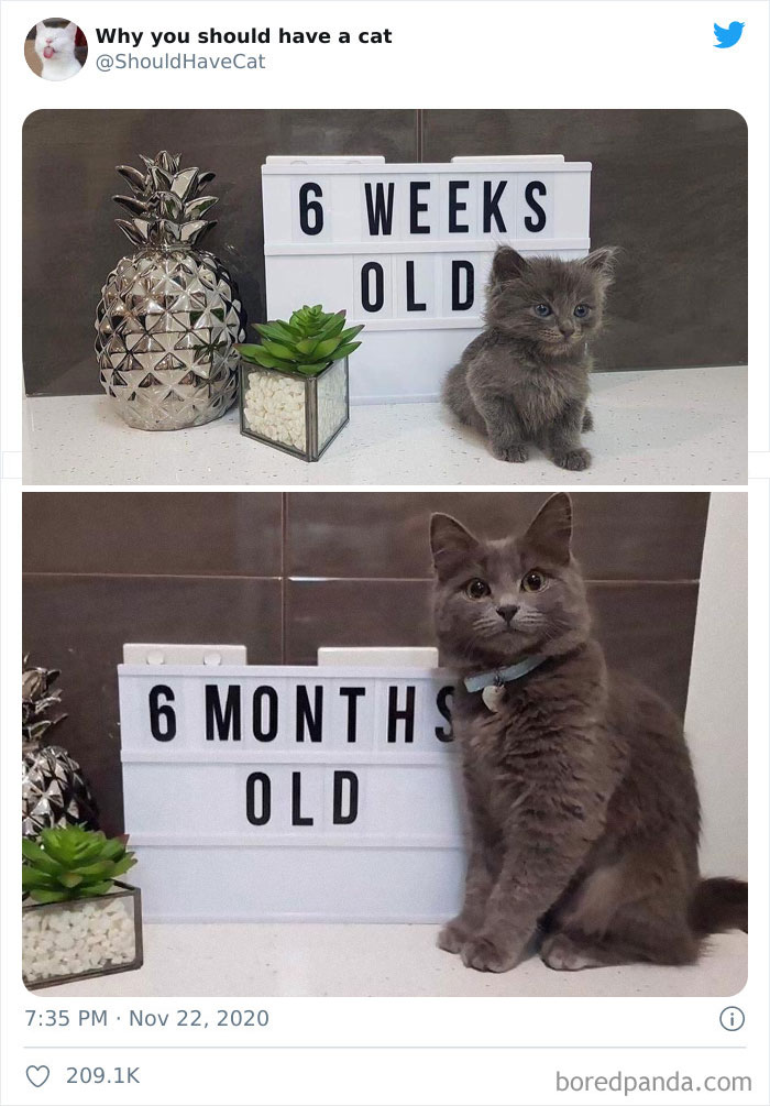 Why-You-Should-Have-Cat