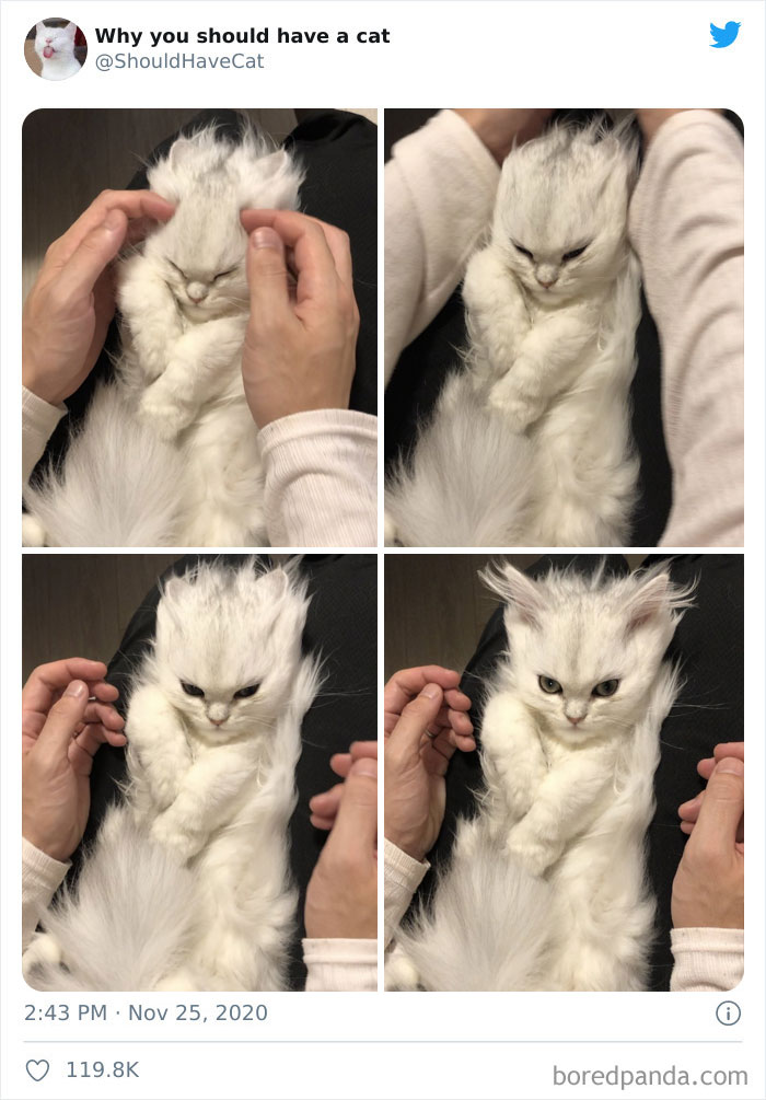 Why-You-Should-Have-Cat