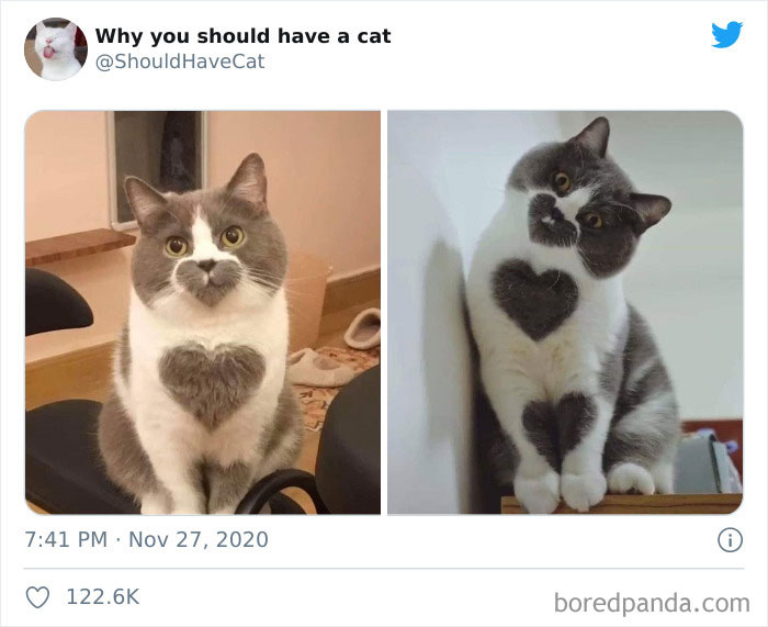 Why-You-Should-Have-Cat