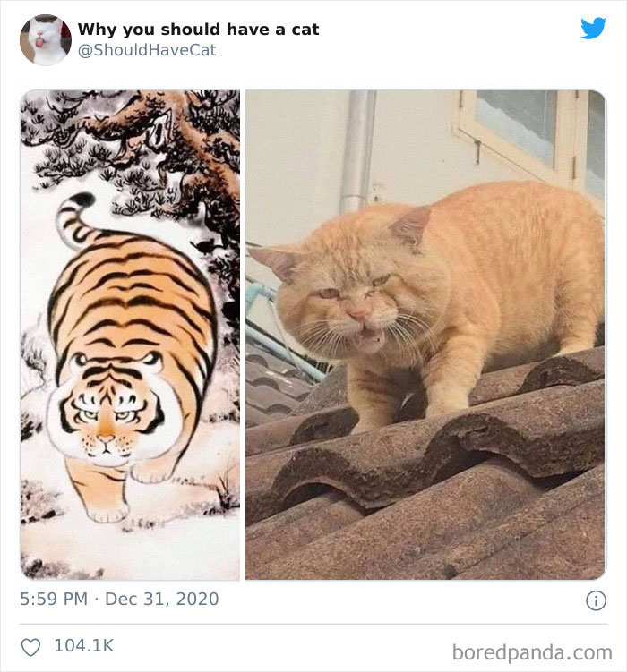 Why-You-Should-Have-Cat