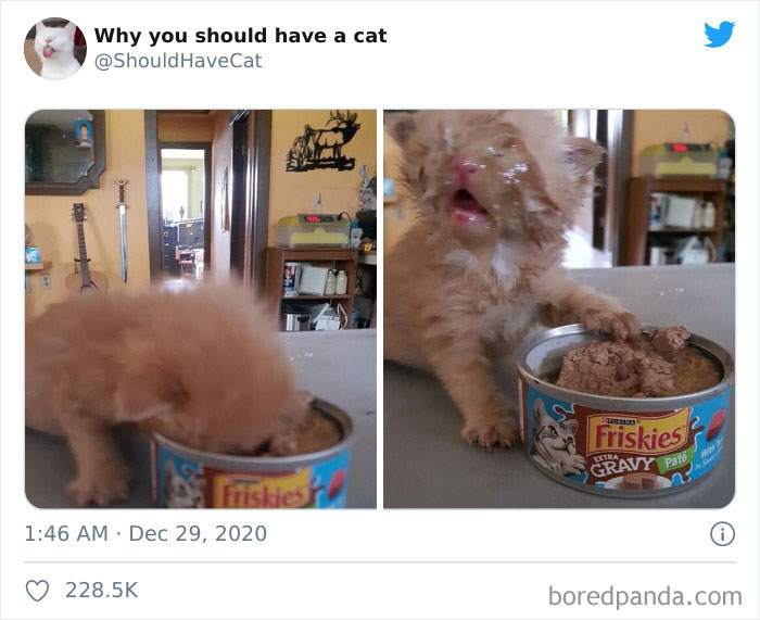 Why-You-Should-Have-Cat