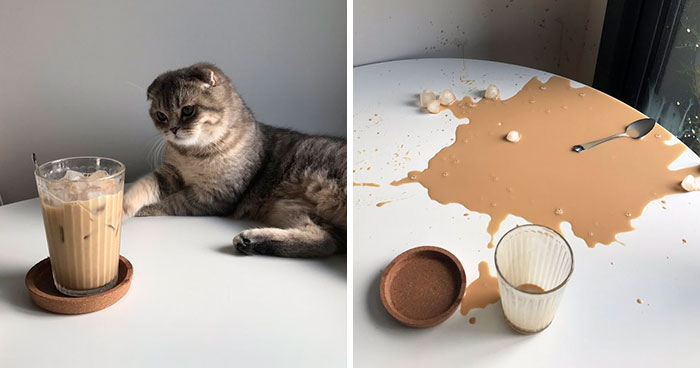 This Twitter Account Is Called ‘Why You Should Have A Cat’ And Here’re 50 Reasons Why