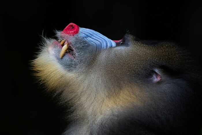 "The Alpha" By Mogens Trolle