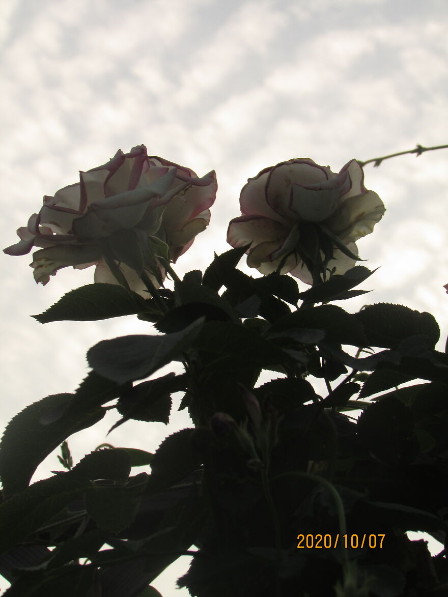 Kind Of Like A Silhouette But Not