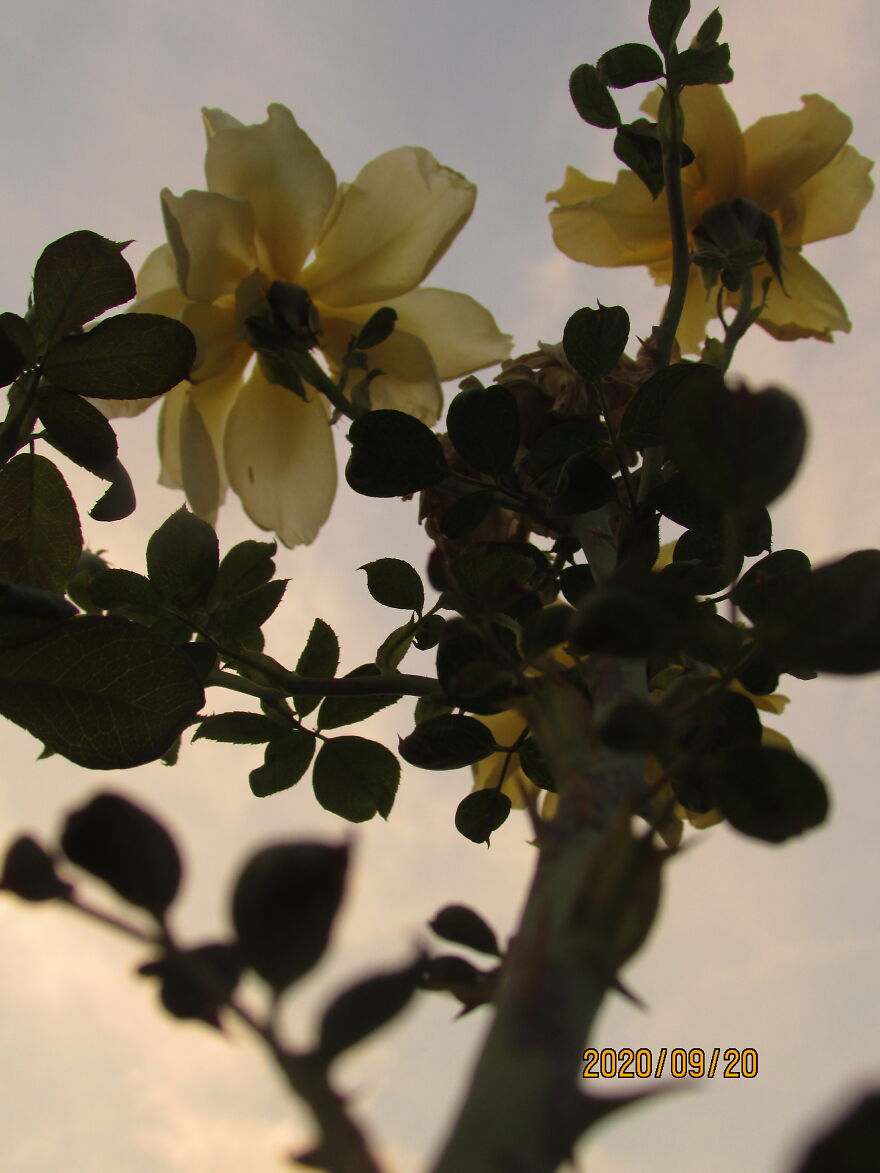 Yellow Roses