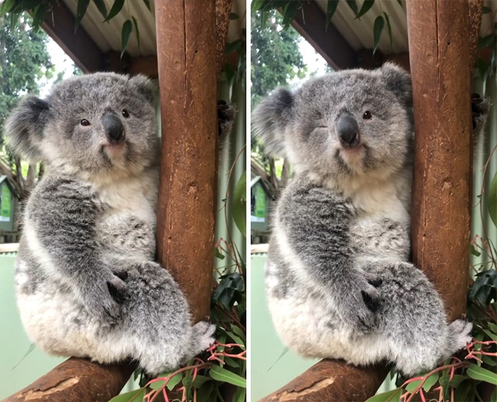 Australian Zookeeper Shares The Behind-The-Scenes Of Running A Wildlife Park (21 Pics) Australian Zookeeper Shares The Behind-The-Scenes Of Running A Wildlife Park (21 Pics)