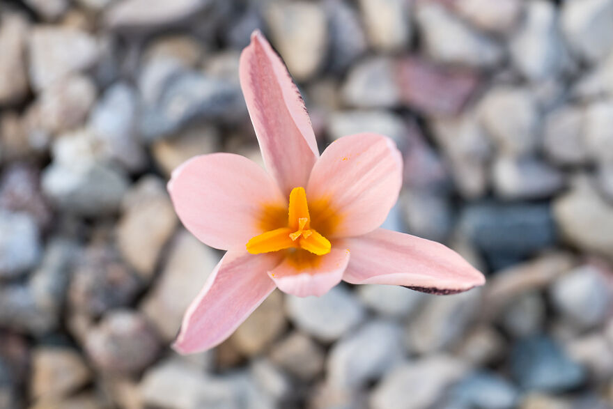 Another Extremely Rare Specimen! The Pink Crocus From Kyrgyzstan, There Are Only A Few Bulbs In The World. One Was Sent To Jānis, The Other Unfortunately Perished In The Garden Of The Finder. Jānis Has Sent One Bulb To Japan, And He Currently Has Two Himself. It Is Extremely Slow To Reproduce, So In Six Years He Only Has Gotten To Two Bulbs From One