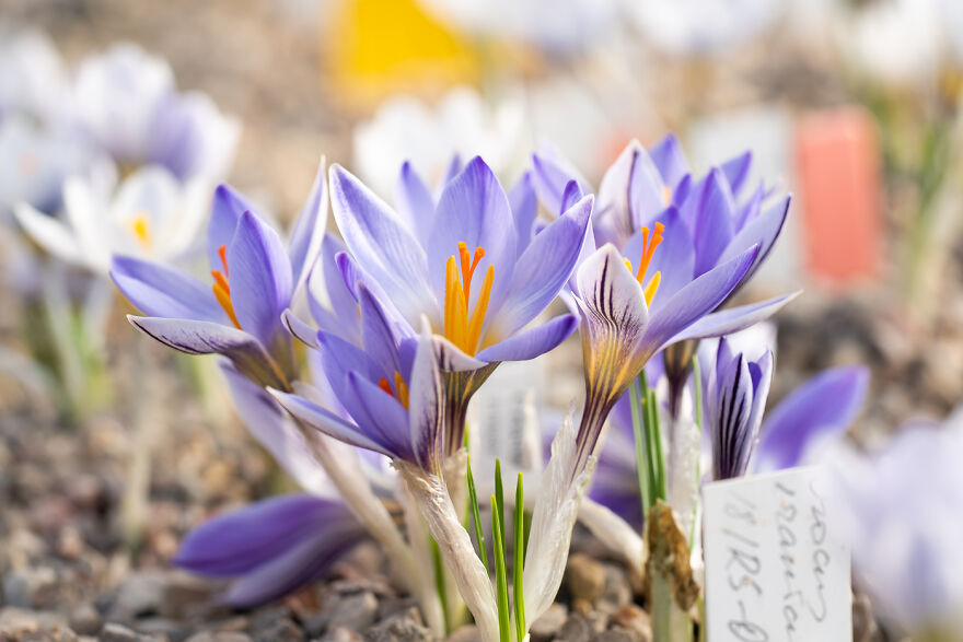 Jānis Keeps A Meticulous List Of All Of The Varieties And Catalogues His Vast Collection With Pictures And Descriptions