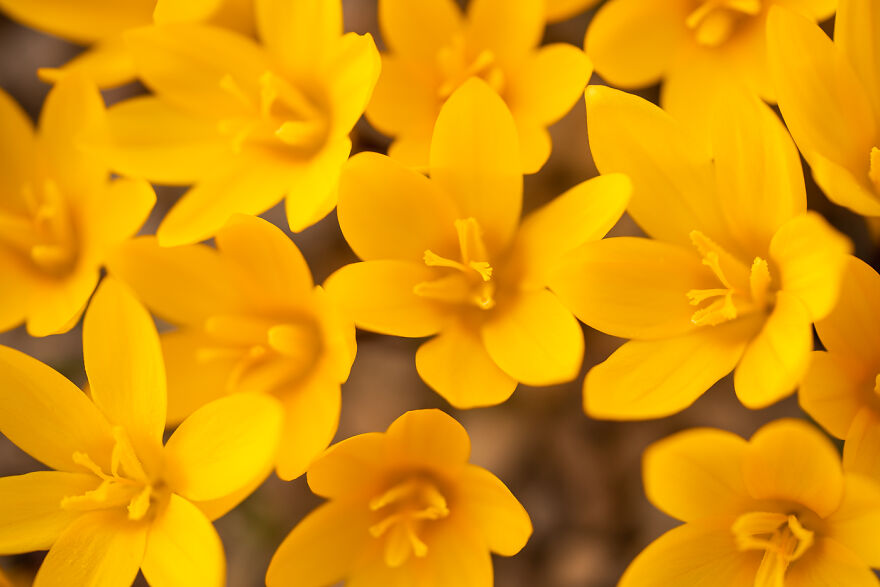 Just Two Weeks Ago We Had -22°c Temperatures, But Now The Spring Has Come And The Greenhouse Is Blooming