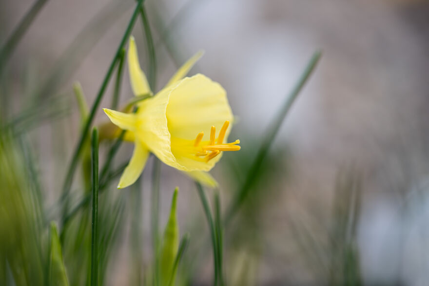 Daffodils Are Also Starting To Come Up