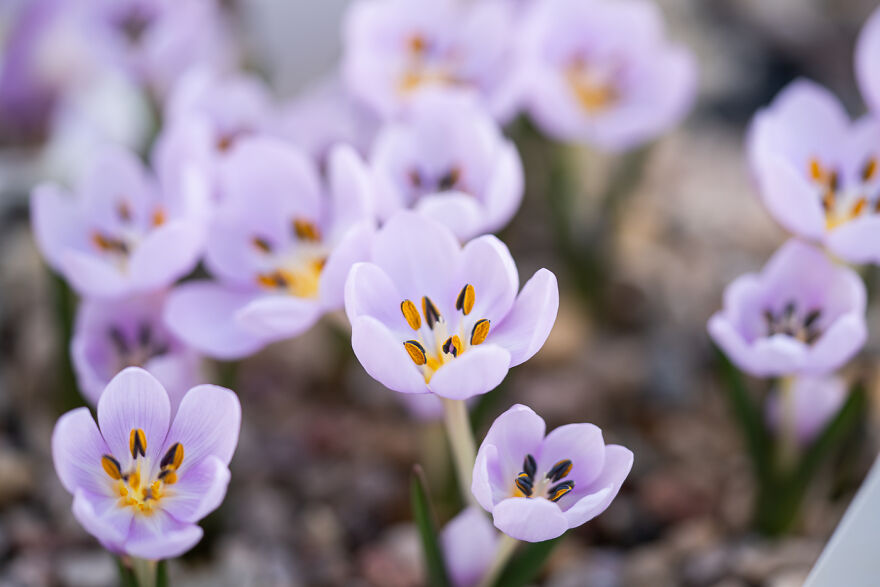 Jānis Has Many Other Varieties Of Flowers As Well, Many Lesser Known And Even Indistinguishable By Others