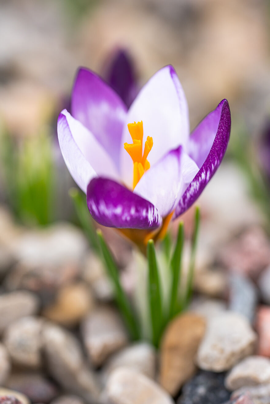 It May Look Like A Common House Variety At First, But When You Notice The Details, You Will See Many Differences In Each Flower