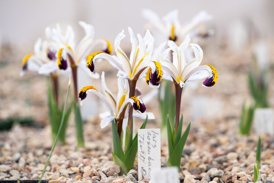 The First Iris Flowers Are Also Blooming In The Same Greenhouse