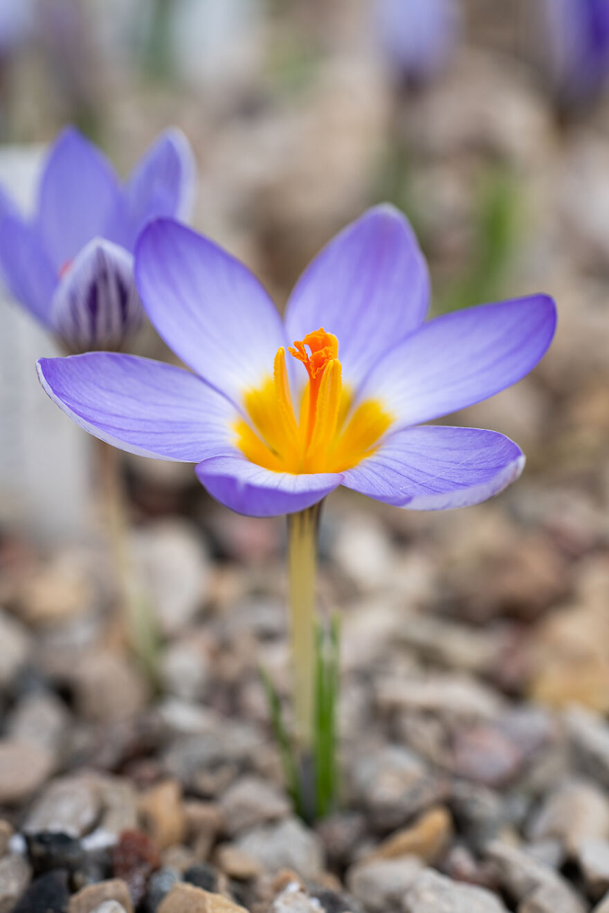 Extremely Delicate And To Be Only Observed, Not Touched