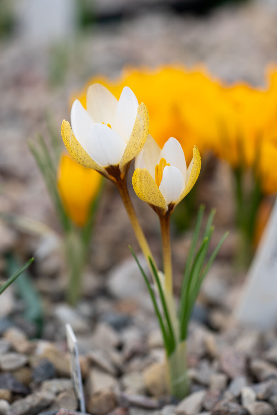 Have You Seen Anything Like This Before?