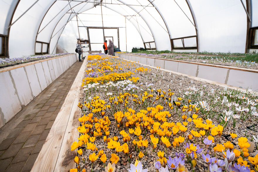 There Are Several Rows Of Beautiful Flowers, And No Two Days Will Be The Same - The Empty Patches Are Places Where Crocus Will Start Blooming Soon