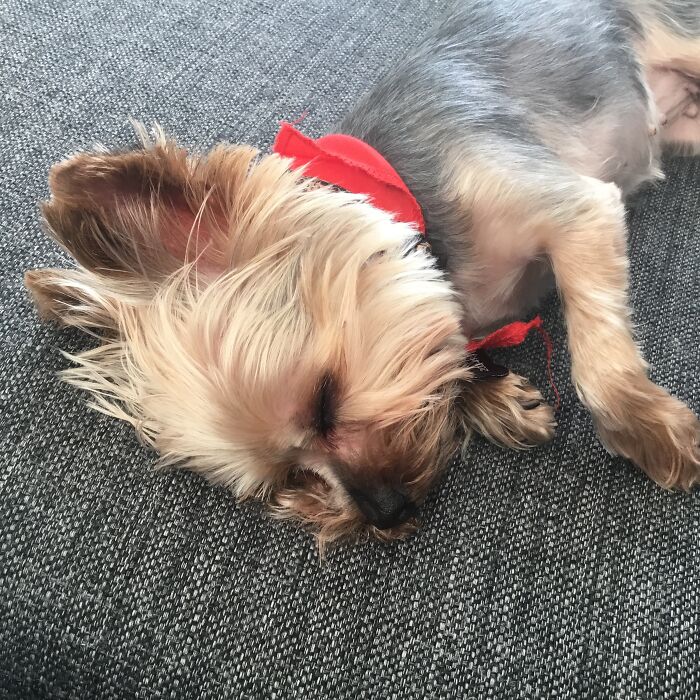 My Teenie Is Tired ❤️