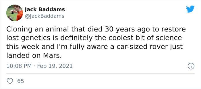 Scientists Successfully Clone A Ferret That Died In 1988, And This Might Be A Way Of Protecting Endangered Species