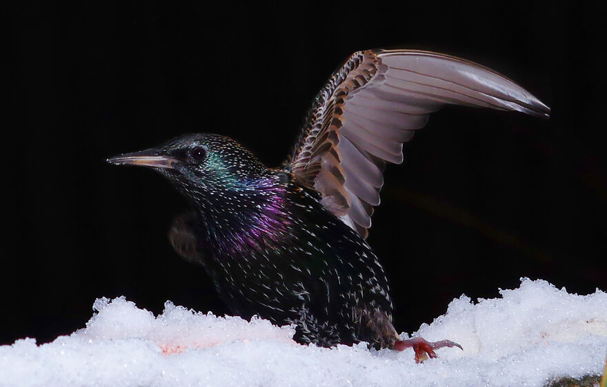 Starling In The Snow. Although Starlings Appear Black, Close Up Their Feathers Have An Iridescence That Appears Green And Purple