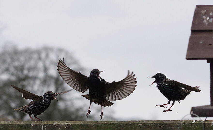 Fighting Starlings