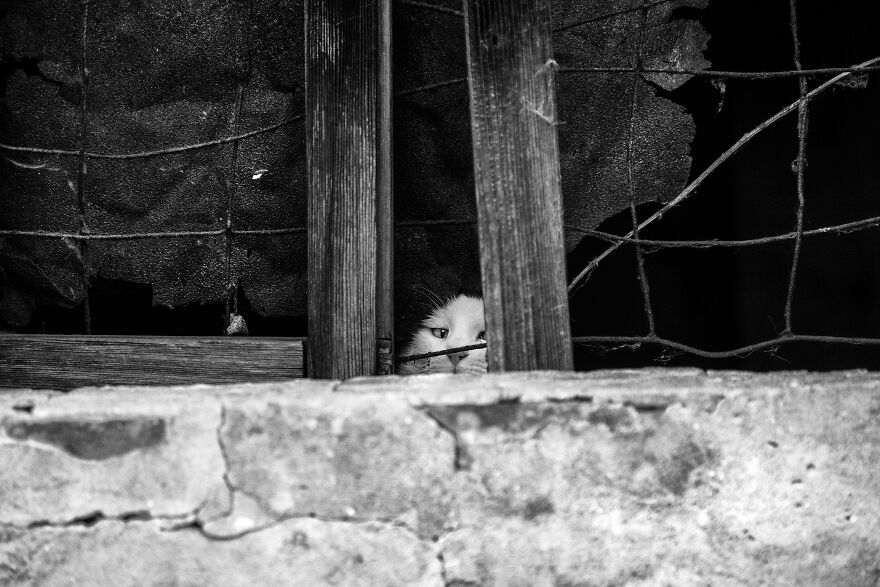 "Shhhh, Don't Tell Anyone That I'm Here..."