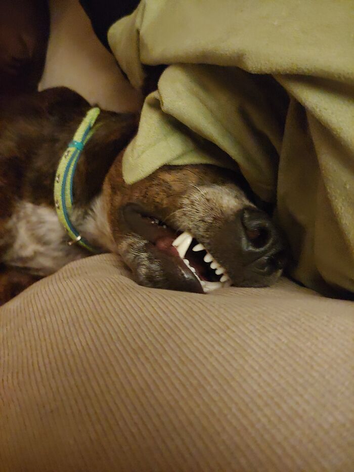 Sir Walter Likes The Pillows...