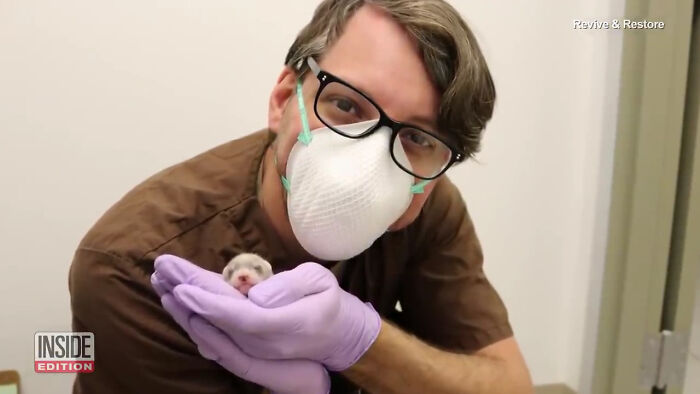 Scientists Successfully Clone A Ferret That Died In 1988, And This Might Be A Way Of Protecting Endangered Species Scientists Successfully Clone A Ferret That Died In 1988, And This Might Be A Way Of Protecting Endangered Species