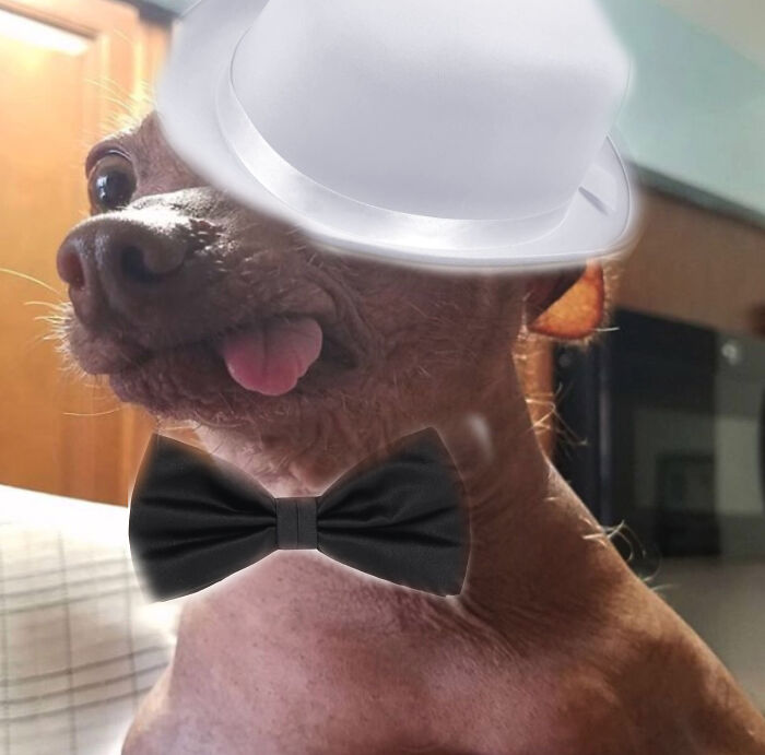 Dapper Doggo