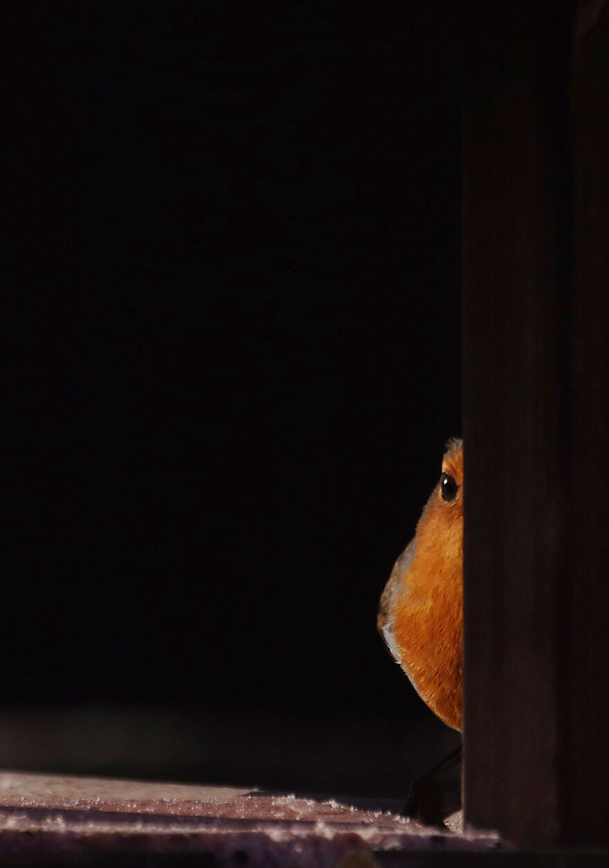 Who Watches The Watcher? This Robin Watched Me While I Was Putting The Bird Table Together Then Stood On The Table Watching Me Watching Him