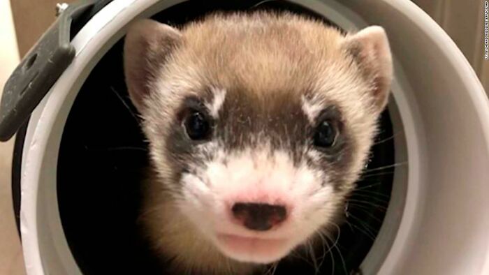 Scientists Successfully Clone A Ferret That Died In 1988, And This Might Be A Way Of Protecting Endangered Species Scientists Successfully Clone A Ferret That Died In 1988, And This Might Be A Way Of Protecting Endangered Species