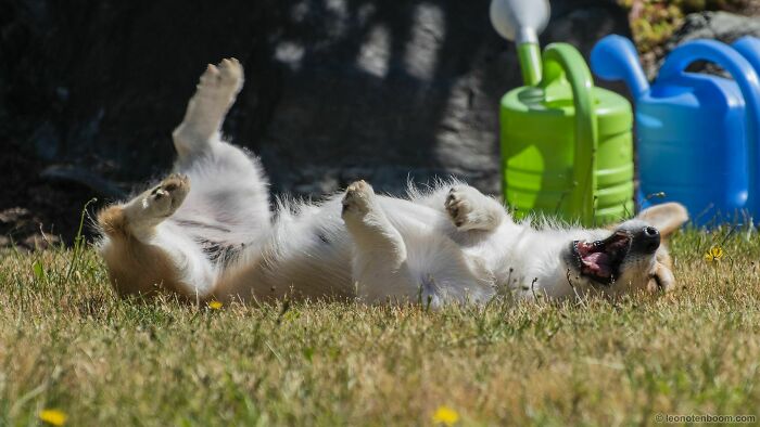 Piper Just Heard A Good Joke