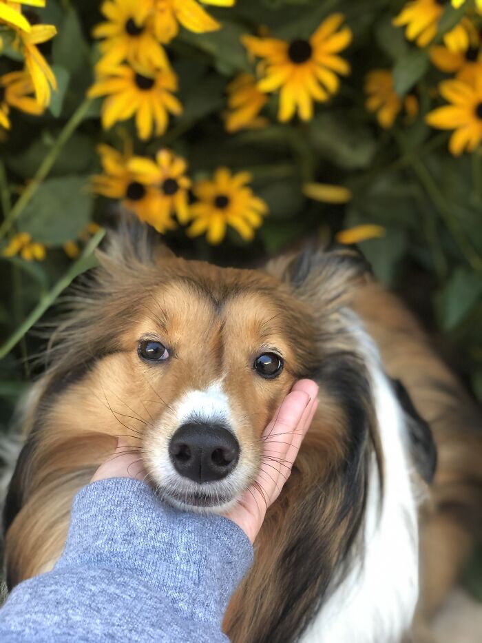 Dexter’s Zipper Nose (@dextersvida)