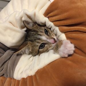 Ellie_olliE_ocEan_frEE