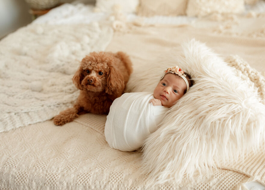 I Took Pictures Of A Family With Their Newborn Baby And Dogs (10 Pics)
