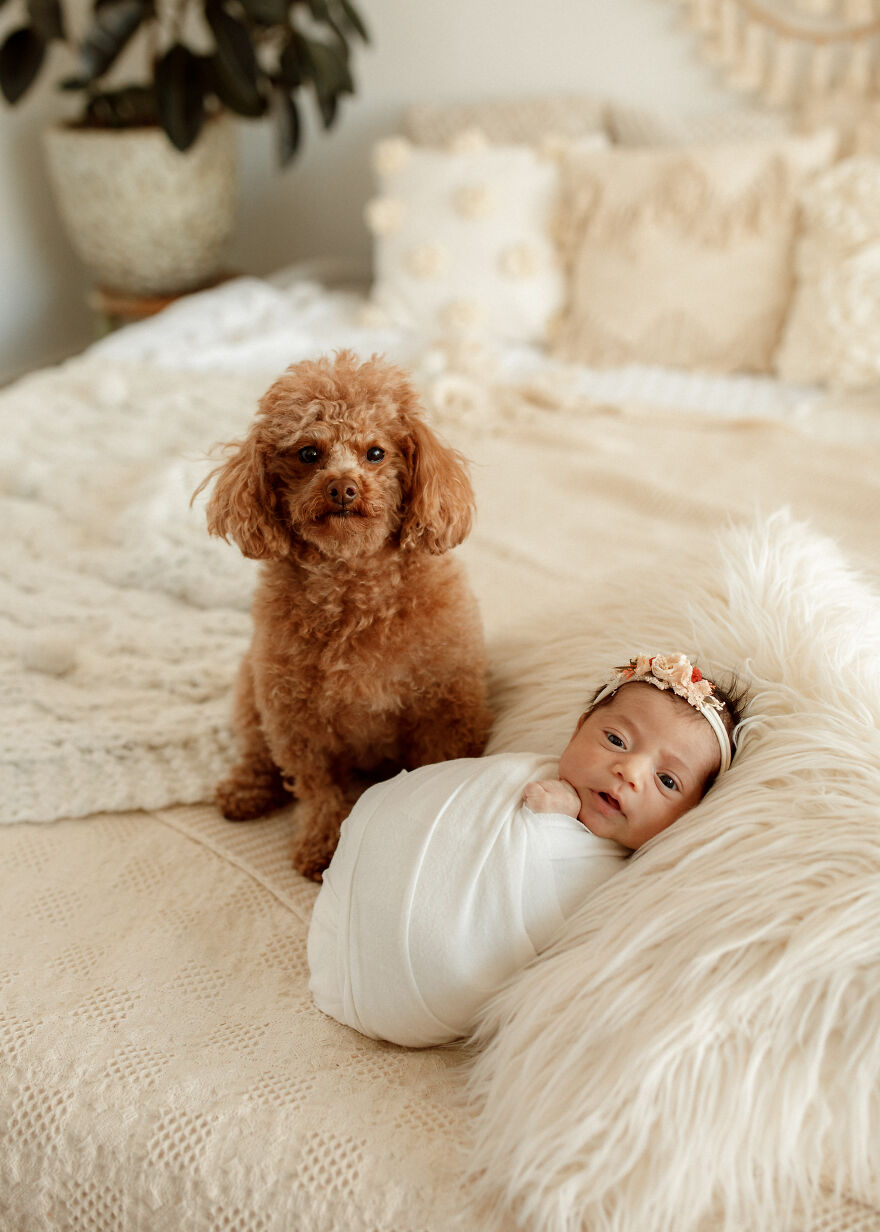 I Took Pictures Of A Family With Their Newborn Baby And Dogs (10 Pics)