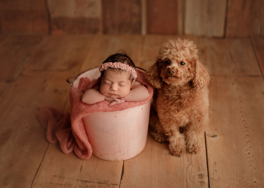 I Took Pictures Of A Family With Their Newborn Baby And Dogs (10 Pics)