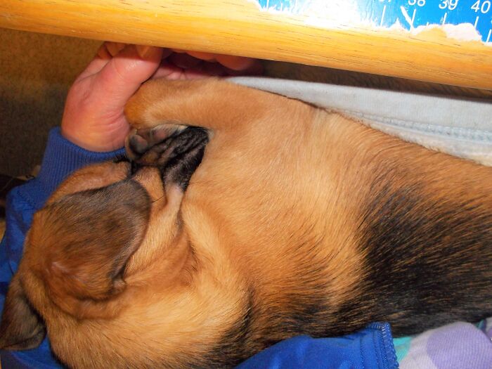 Scamper, Trusting Little Varmint. Anytime He Sleeps On My Lap He Struggles Round + Round Until Both Front Paws Are Folded Into My Hand. Makes It Hard To Type