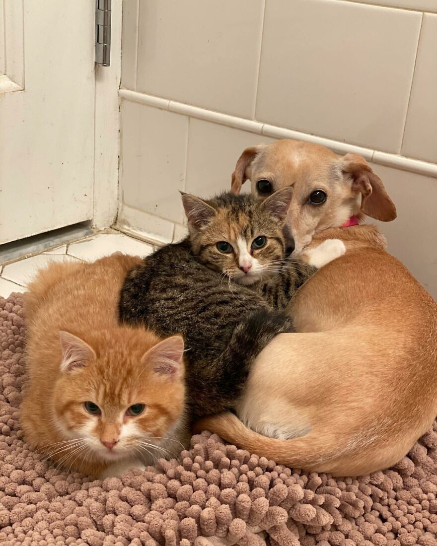 Dog Takes Shy Kittens Under Her Wing While They Build Up Courage To Interact With People Dog Takes Shy Kittens Under Her Wing While They Build Up Courage To Interact With People