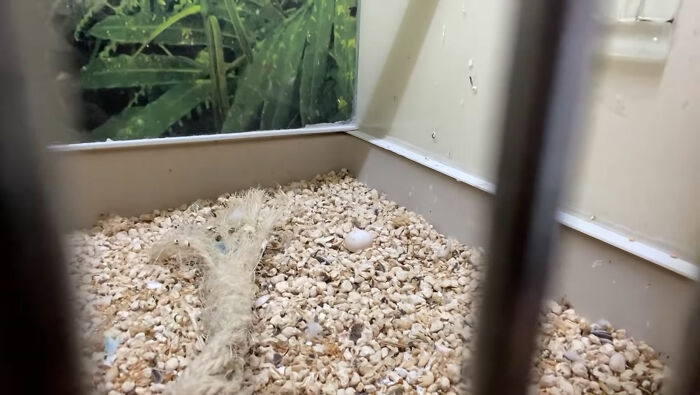 Man Finds An Abandoned Parrot Egg And Hatches It Into An Adorable Budgie