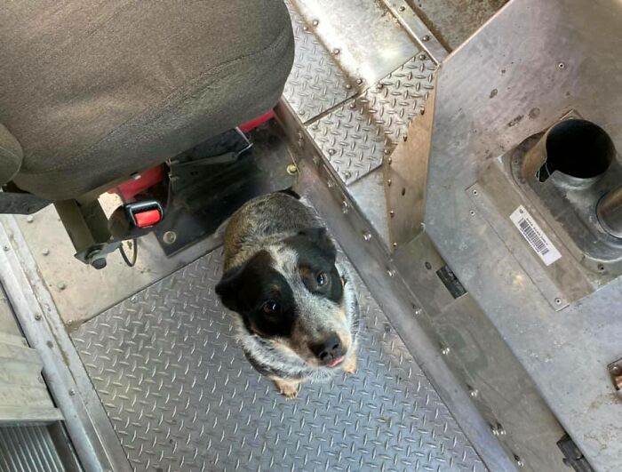 UPS-Delivery-Driver-Meets-Dogs