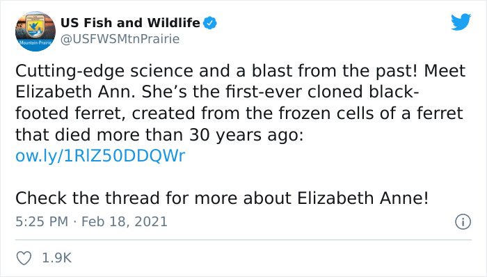 Scientists Successfully Clone A Ferret That Died In 1988, And This Might Be A Way Of Protecting Endangered Species