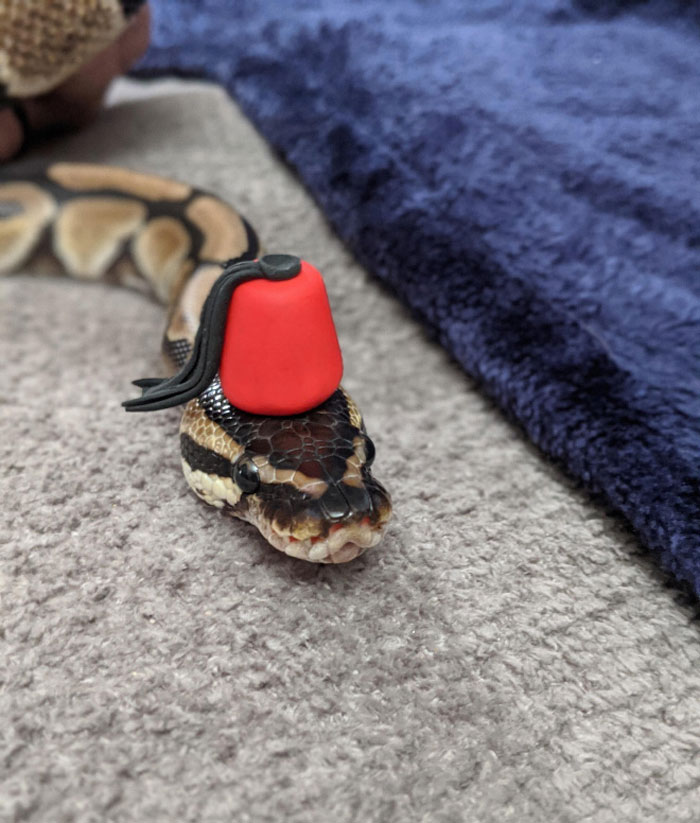 Snake wearing a small red hat on a carpet, highlighting the hats on snakes trend.