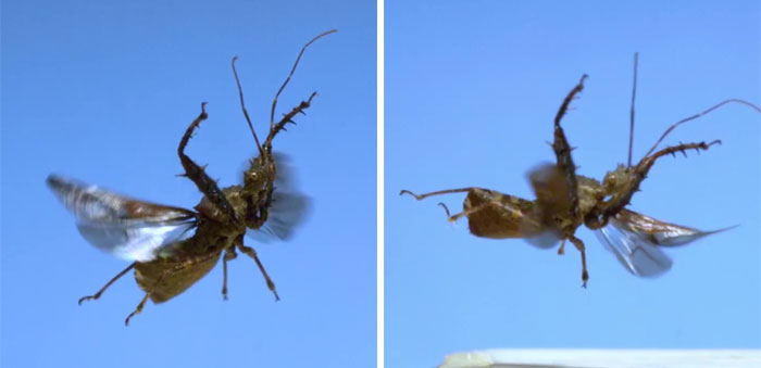 Here’s What These 11 Insect Species Look Like Flying In Slow Motion And Some Of Them Look Hilariously Derpy Here’s What These 11 Insect Species Look Like Flying In Slow Motion And Some Of Them Look Hilariously Derpy