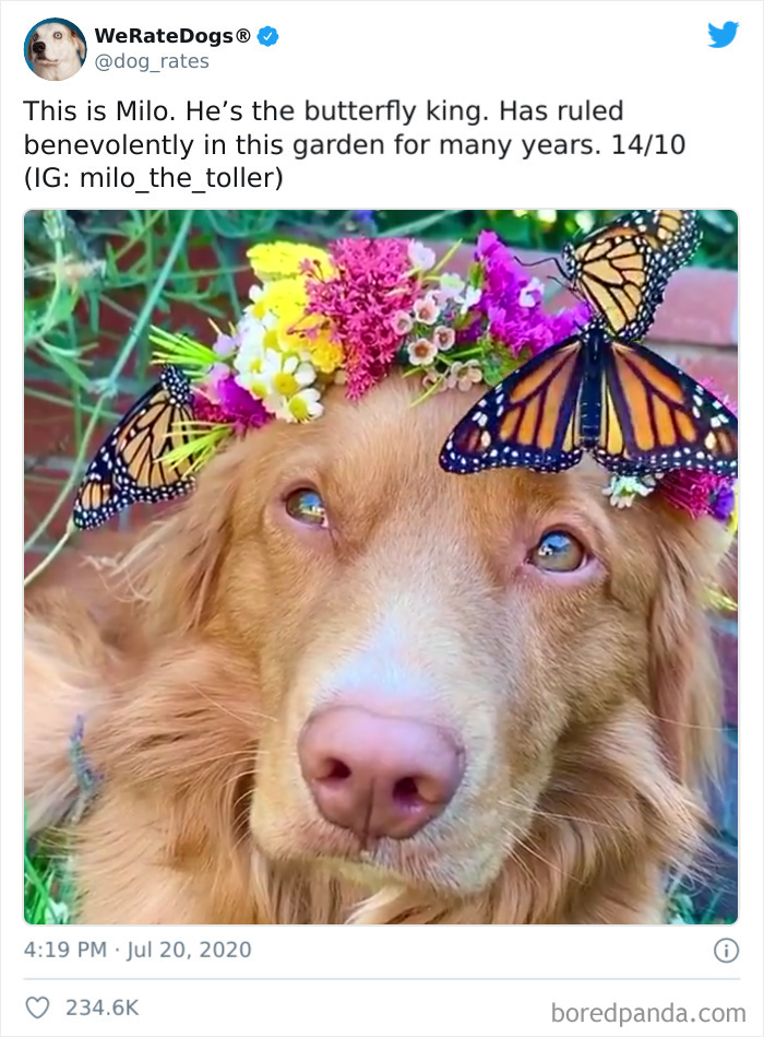 We-Rate-Dogs-Twitter