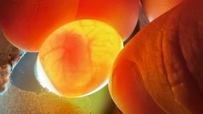 Man Finds An Abandoned Parrot Egg And Hatches It Into An Adorable Budgie Man Finds An Abandoned Parrot Egg And Hatches It Into An Adorable Budgie