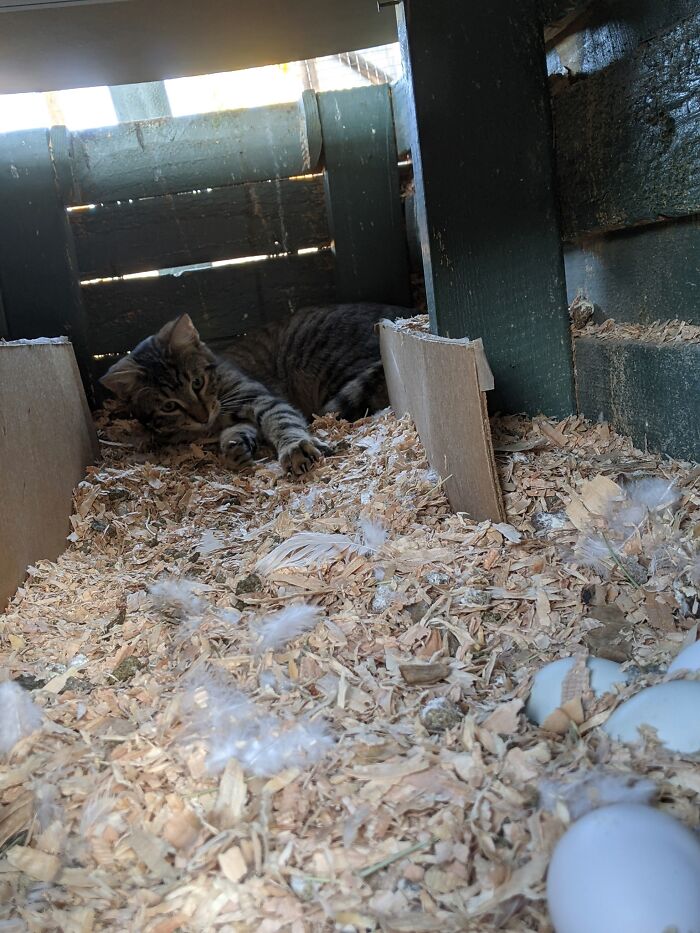 My Hen House, Not My Hen, Or Cat. I Looked In To Collect Eggs After Letting The Girls Out To Free Range And Was Surprised To Find My Neighbors Sweet Boy. I Have Him A Few Pats And Left Him To Enjoy The Box. This Was Their Brooder Box Turned Laying Box