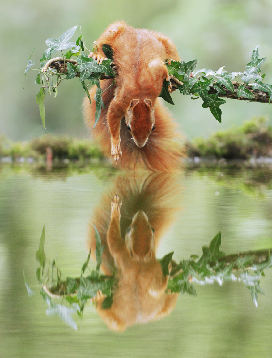 Austrian Wildlife Photographer Captures Nature’s Magical Moments (35 Pics)