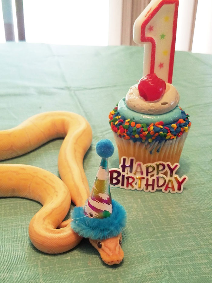 Snake wearing a party hat next to a cupcake with a candle shaped like the number one, celebrating birthday.