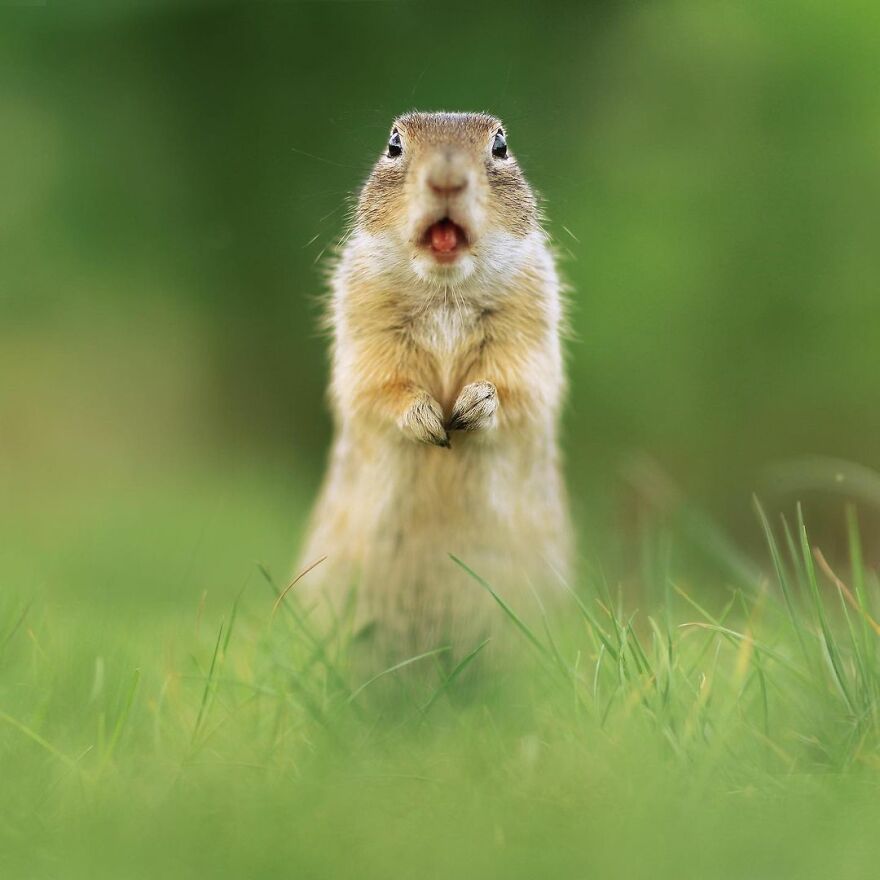 Austrian Wildlife Photographer Captures Nature’s Magical Moments (35 Pics)